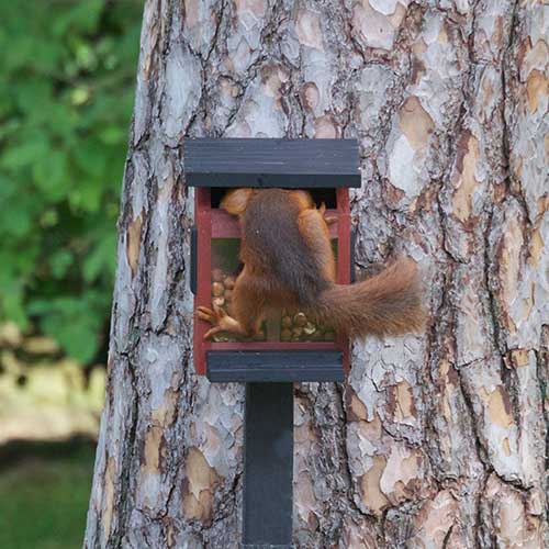 Squirrel Feeder Red