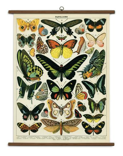 Butterflies School chart
